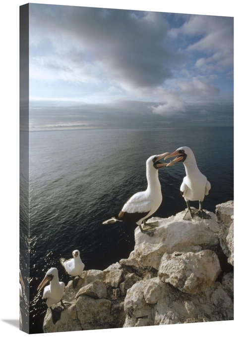 Global Gallery GCS-451295-2030-142 20 x 30 in. Masked Booby Courting P