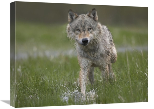 Global Gallery GCS-452265-1824-142 18 x 24 in. Gray Wolf Walking Throu