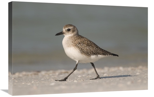 Global Gallery GCS-397369-2030-142 20 x 30 in. Black-Bellied Plover Wa