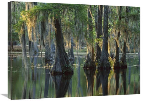 Global Gallery GCS-396531-2432-142 24 x 32 in. Bald Cypress Swamp,