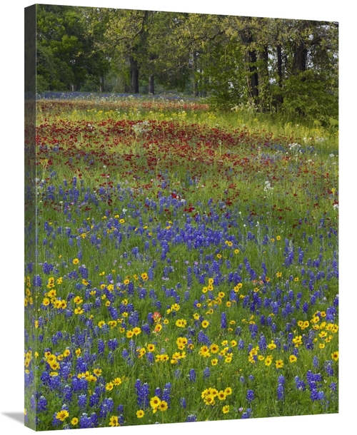 Global Gallery GCS-452193-2432-142 24 x 32 in. Sand Bluebonnet, Dr