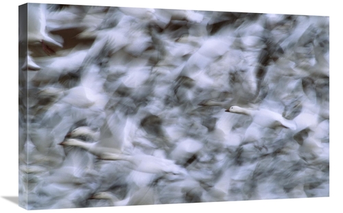 Global Gallery GCS-453312-2030-142 20 x 30 in. Snow Goose Flock Taking