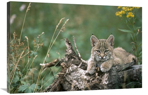 Global Gallery GCS-451866-2436-142 24 x 36 in. Bobcat Kitten, Rest