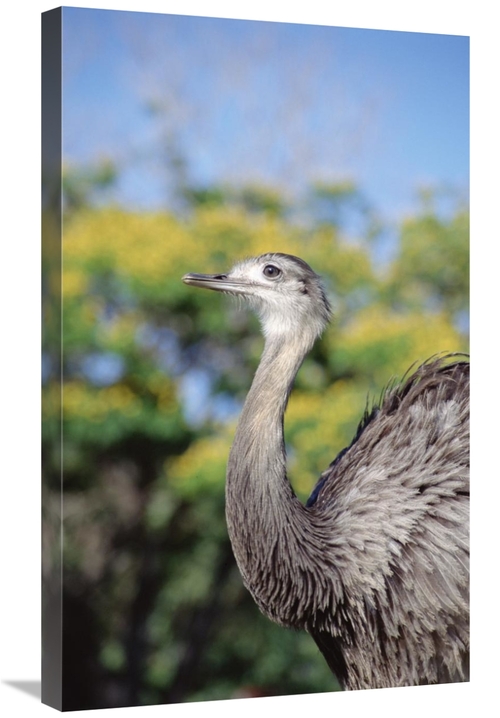 Global Gallery GCS-451479-30-142 30 in. Greater Rhea in Savannah, 