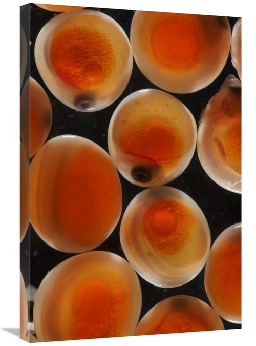 Global Gallery GCS-453583-2030-142 20 x 30 in. Chum Salmon Eggs, N