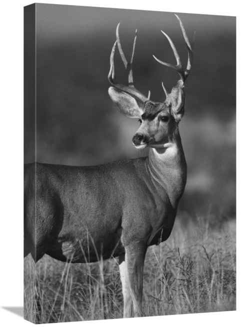 Global Gallery GCS-461477-1624-142 16 x 24 in. Mule Deer Male in Dry G