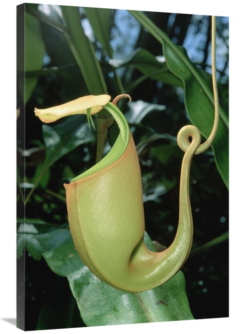 Global Gallery GCS-450976-2436-142 24 x 36 in. Pitcher Plant Traps Ins