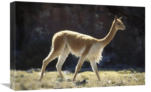 Global Gallery GCS-451264-1624-142 16 x 24 in. Vicuna Male on Lookout 
