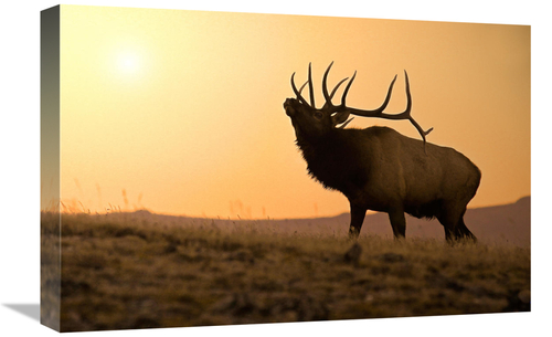 Global Gallery GCS-486442-22-142 22 in. Bull Elk at Sunset Art Print -