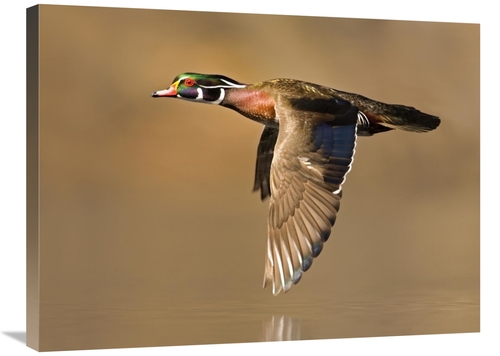 Global Gallery GCS-397365-2432-142 24 x 32 in. Wood Duck Male Flying&#