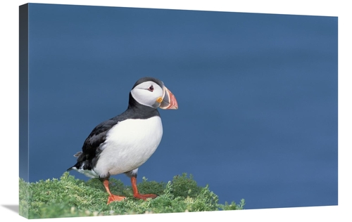 Global Gallery GCS-451570-2030-142 20 x 30 in. Atlantic Puffin Showing