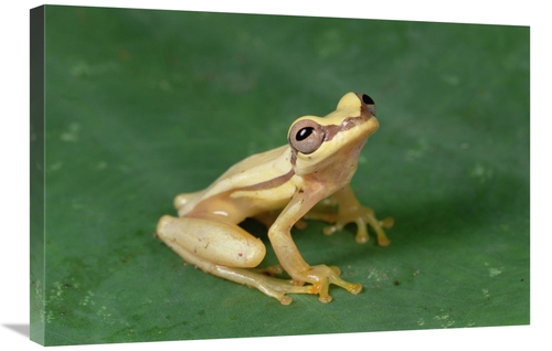 Global Gallery GCS-450764-2030-142 20 x 30 in. Snouted Treefrog Near S