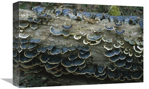 Global Gallery GCS-452514-1218-142 12 x 18 in. Bracket Fungus Growing 