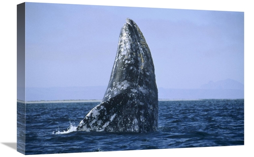 Global Gallery GCS-452330-1624-142 16 x 24 in. Gray Whale Breaching