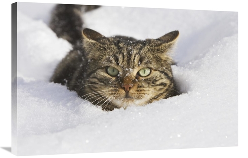 Global Gallery GCS-452584-2436-142 24 x 36 in. House Cat in Deep Snow&