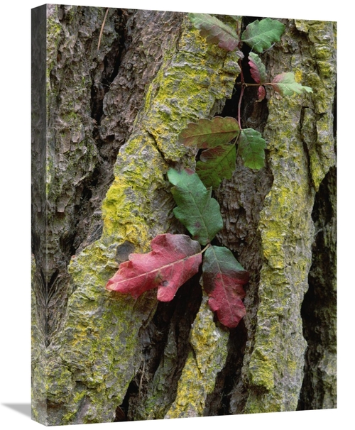 Global Gallery GCS-452047-1824-142 18 x 24 in. Poison Oak on Monterey 