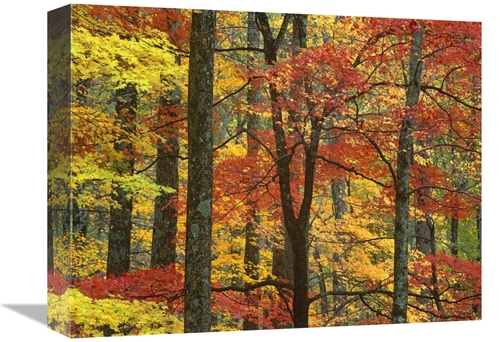 Global Gallery GCS-396770-1216-142 12 x 16 in. Maple Trees in Autumn&#