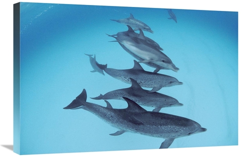 Global Gallery GCS-450672-2030-142 20 x 30 in. Bottlenose Dolphin Swim