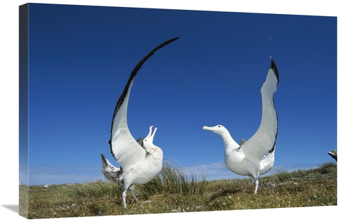 Global Gallery GCS-395591-2030-142 20 x 30 in. Gibsons Wandering Albat