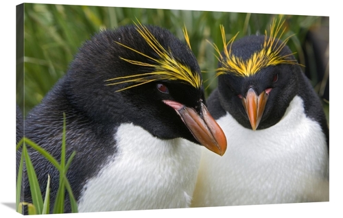 Global Gallery GCS-395817-2436-142 24 x 36 in. Macaroni Penguin Pair&#
