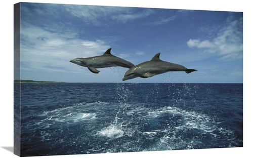 Global Gallery GCS-452641-2030-142 20 x 30 in. Bottlenose Dolphin Pair