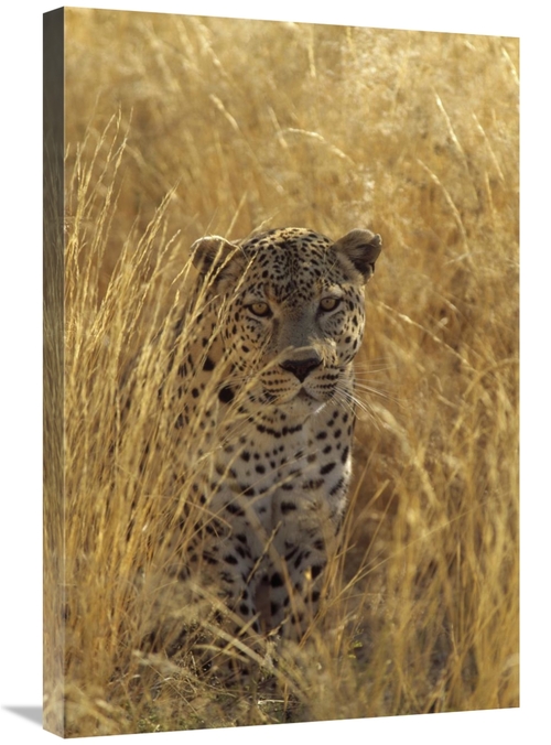 Global Gallery GCS-452472-2030-142 20 x 30 in. Leopard in Grass Countr