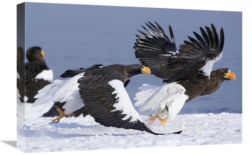 Global Gallery GCS-397432-1624-142 16 x 24 in. Stellers Sea Eagle Chas