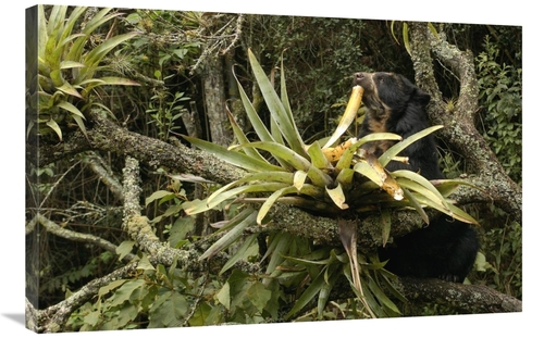 Global Gallery GCS-453141-2436-142 24 x 36 in. Spectacled Bear Feeding