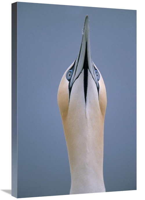 Global Gallery GCS-453608-2030-142 20 x 30 in. Northern Gannet Skypoin