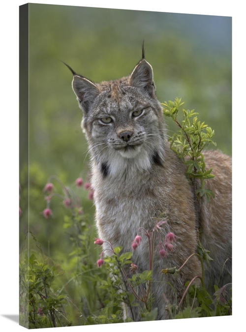 Global Gallery GCS-396038-2030-142 20 x 30 in. Canada Lynx Portrait&#4