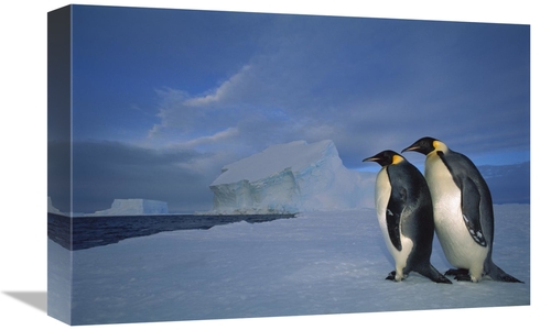 Global Gallery GCS-451730-1218-142 12 x 18 in. Emperor Penguin Pair on