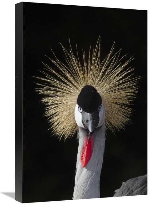 16 x 24 in. Grey Crowned Crane, Native to Africa Art Print - San D