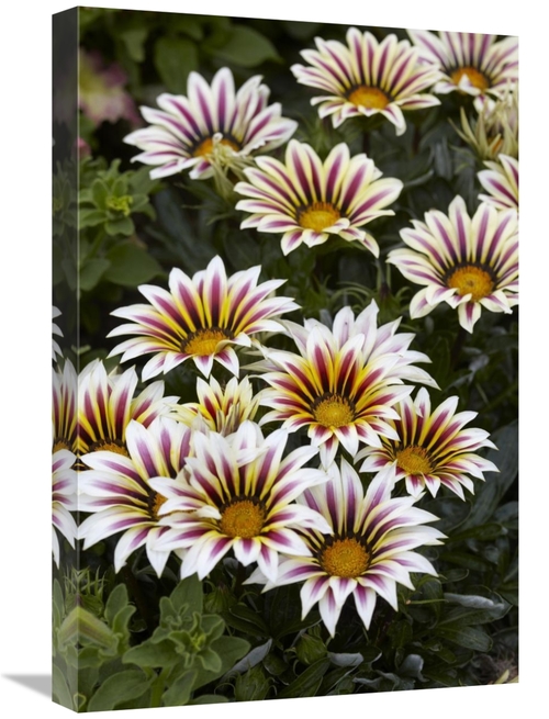 Global Gallery GCS-398397-1624-142 16 x 24 in. Gazania Big Kiss White 