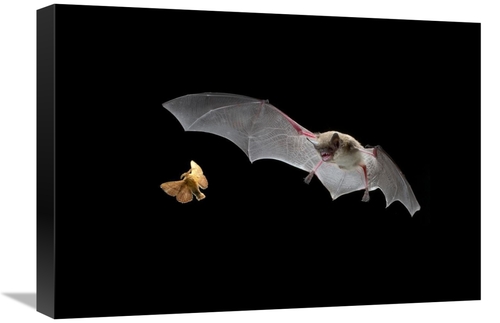 Global Gallery GCS-395697-22-142 22 in. Little Brown Bat Pursues A For