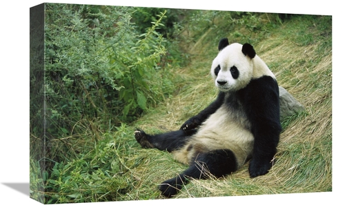 Global Gallery GCS-398074-1218-142 12 x 18 in. Giant Panda, Woolon