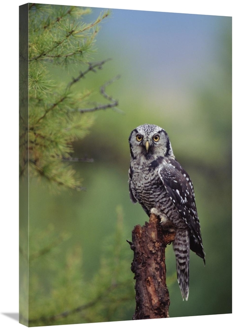 Global Gallery GCS-397042-2030-142 20 x 30 in. Northern Hawk Owl Perch