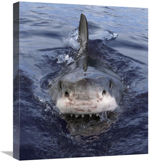 Global Gallery GCS-397966-22-142 22 in. Great White Shark At Surface&#