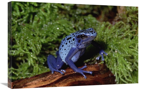 Global Gallery GCS-452807-2030-142 20 x 30 in. Blue Poison Dart Frog&#