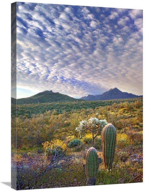 30 in. Saguaro & Teddybear Cholla Amid Flowering Lupine & California B