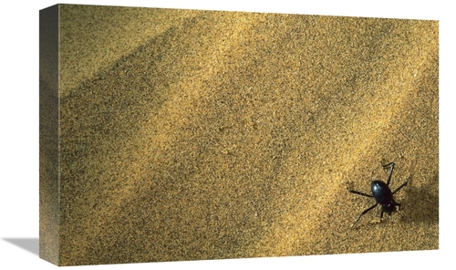 Global Gallery GCS-450960-1218-142 12 x 18 in. Darkling Beetle Collect