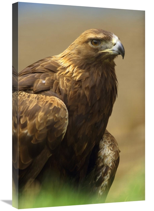 Global Gallery GCS-396058-2030-142 20 x 30 in. Golden Eagle Portrait&#