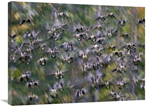 Global Gallery GCS-396131-2432-142 24 x 32 in. Canada Goose Flock Flyi