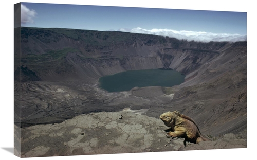 Global Gallery GCS-451259-2030-142 20 x 30 in. Galapagos Land Iguana O