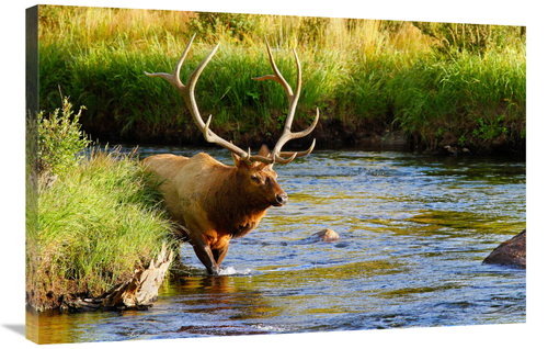 Global Gallery GCS-486446-36-142 36 in. Bull Elk in the Stream Art Pri