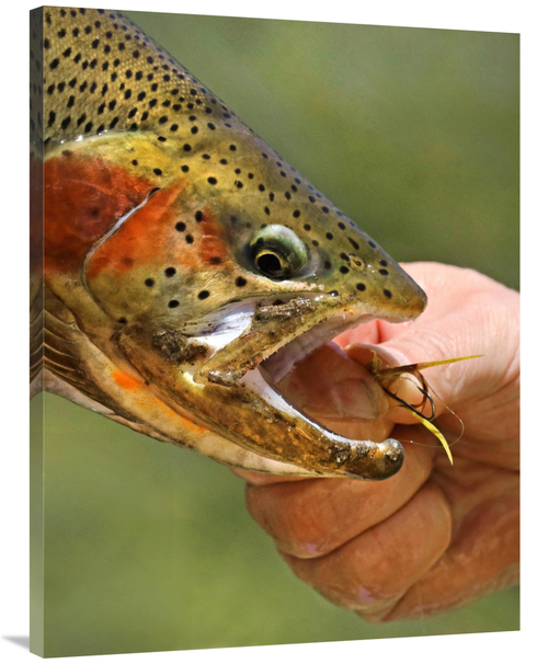 Global Gallery GCS-486414-40-142 40 in. A Trout in the Hand Art Print 