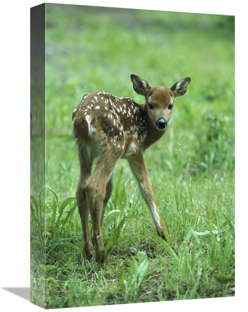 Global Gallery GCS-452553-1218-142 12 x 18 in. White-Tailed Deer Fawn 