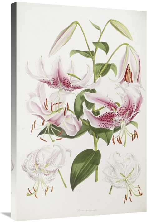 Global Gallery GCS-266277-36-142 36 in. A Monograph of the Genus Liliu