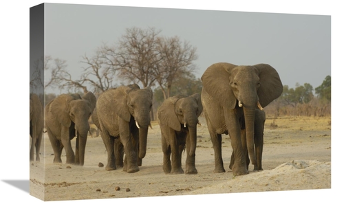 Global Gallery GCS-453268-1218-142 12 x 18 in. African Elephant Herd W