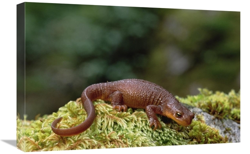 Global Gallery GCS-452916-1624-142 16 x 24 in. Rough-Skinned Newt Port