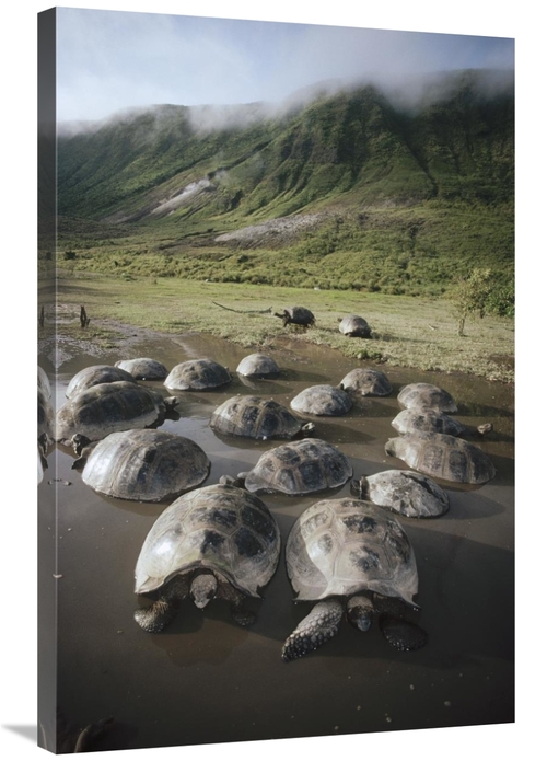 Global Gallery GCS-451323-2436-142 24 x 36 in. Galapagos Giant Tortois